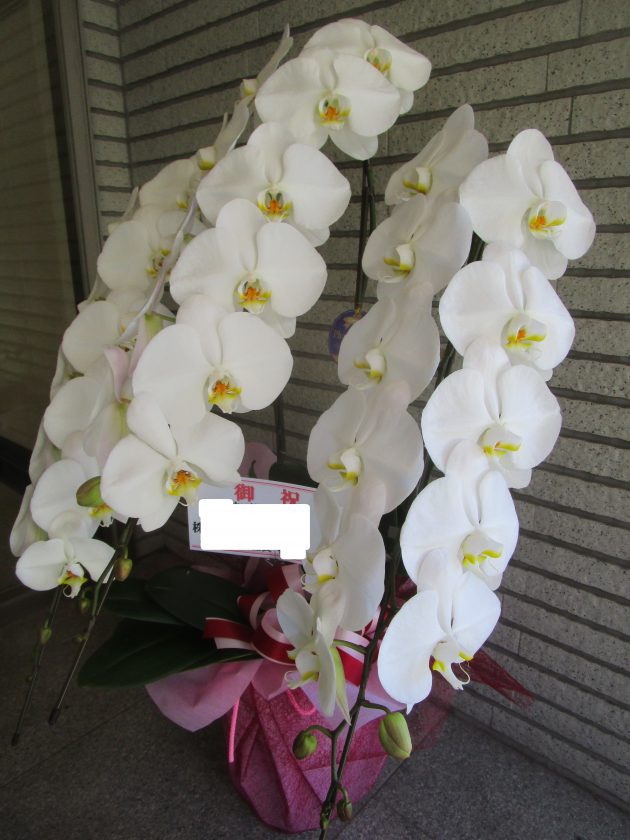 F.P.180104】開設祝い、周年祝い、受付カウンターに胡蝶蘭 | 練馬の花屋 フローリストムラカミ